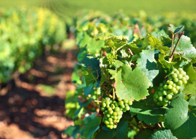 Accueil sécurité en vidéos pour des vendanges de qualité